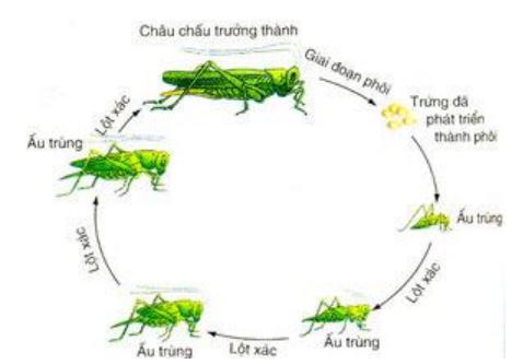 Lý thuyết Sinh học lớp 7 bài 26: Châu chấu