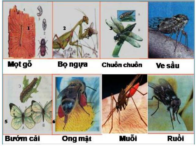 Lý thuyết Sinh học lớp 7 bài 27: Đa dạng và đặc điểm chung của lớp Sâu bọ