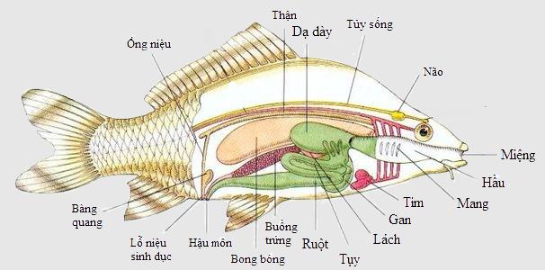 Lý thuyết Sinh học lớp 7 bài 33: Cấu tạo trong của cá chép