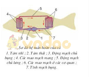 Lý thuyết Sinh học lớp 7 bài 33: Cấu tạo trong của cá chép