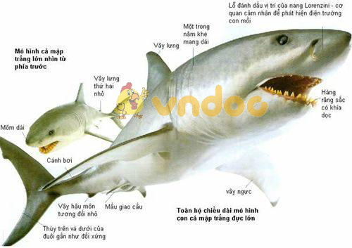 Lý thuyết Sinh học lớp 7 bài 34: Đa dạng và đặc điểm chung của các lớp Cá