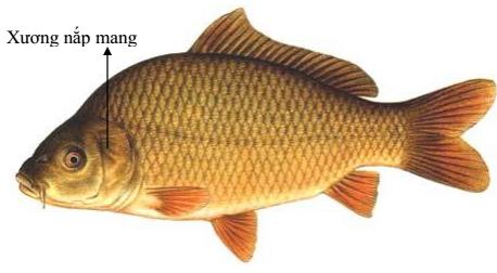 Lý thuyết Sinh học lớp 7 bài 34: Đa dạng và đặc điểm chung của các lớp Cá