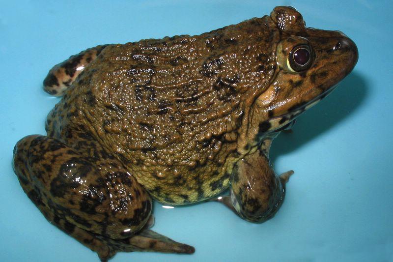 Lý thuyết Sinh học lớp 7 bài 35: Ếch đồng