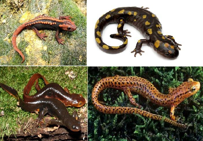 Lý thuyết Sinh học lớp 7 bài 37: Đa dạng và đặc điểm chung của lớp lưỡng cư