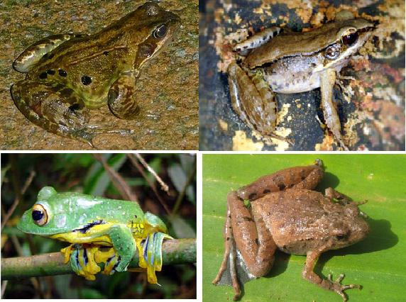 Lý thuyết Sinh học lớp 7 bài 37: Đa dạng và đặc điểm chung của lớp lưỡng cư