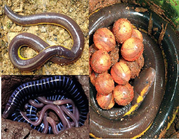 Lý thuyết Sinh học lớp 7 bài 37: Đa dạng và đặc điểm chung của lớp lưỡng cư