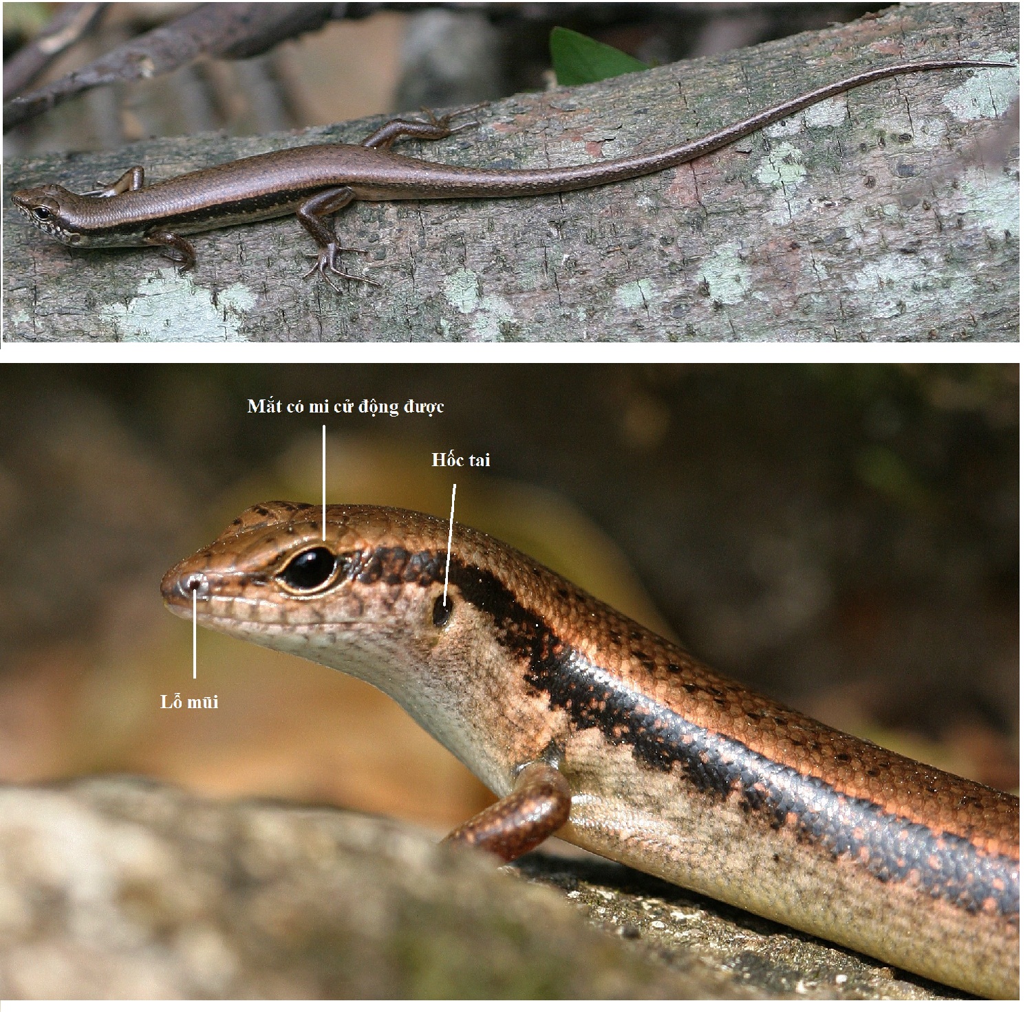 Lý thuyết Sinh học lớp 7 bài 38: Thằn lằn bóng đuôi dài