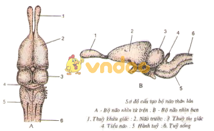 Lý thuyết Sinh học lớp 7 bài 39: Cấu tạo trong của thằn lằn