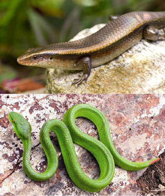 Lý thuyết Sinh học lớp 7 bài 40: Đa dạng và đặc điểm chung của lớp Bò sát