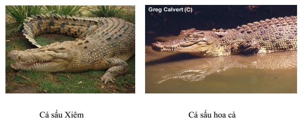 Lý thuyết Sinh học lớp 7 bài 40: Đa dạng và đặc điểm chung của lớp Bò sát