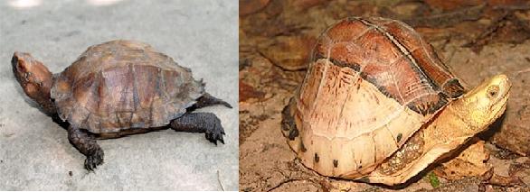 Lý thuyết Sinh học lớp 7 bài 40: Đa dạng và đặc điểm chung của lớp Bò sát