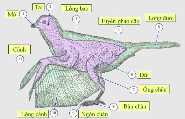 Lý thuyết Sinh học lớp 7 bài 41: Chim bồ câu