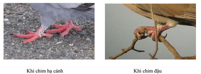 Lý thuyết Sinh học lớp 7 bài 41: Chim bồ câu