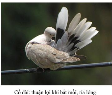 Lý thuyết Sinh học lớp 7 bài 41: Chim bồ câu