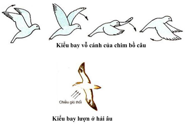 Lý thuyết Sinh học lớp 7 bài 41: Chim bồ câu