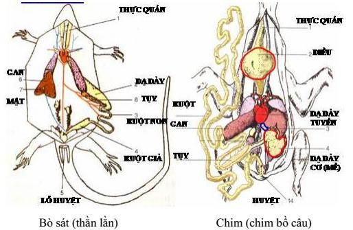 Lý thuyết Sinh học lớp 7 bài 43: Cấu tạo trong của chim bồ câu