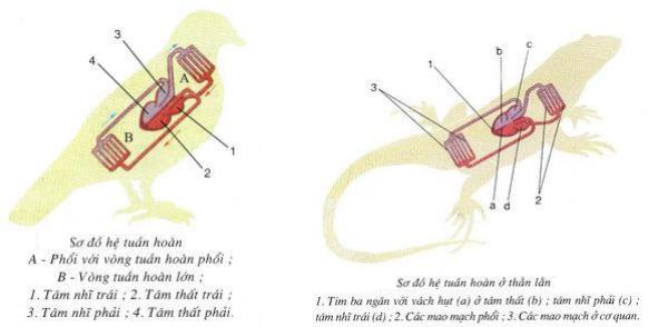Lý thuyết Sinh học lớp 7 bài 43: Cấu tạo trong của chim bồ câu
