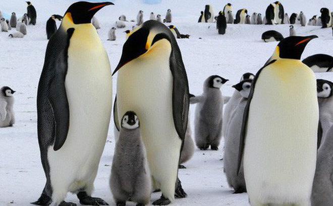 Lý thuyết Sinh học lớp 7 bài 44: Đa dạng và đặc điểm chung của lớp chim