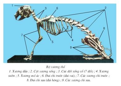 Lý thuyết Sinh học lớp 7 bài 47: Cấu tạo trong của thỏ
