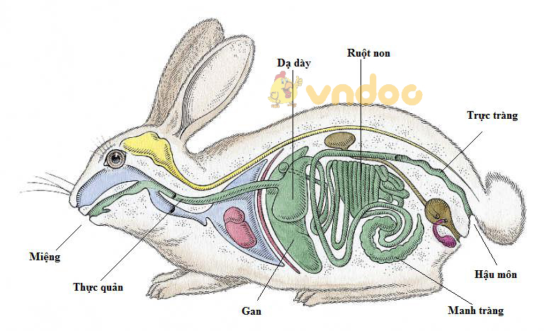 Lý thuyết Sinh học lớp 7 bài 47: Cấu tạo trong của thỏ