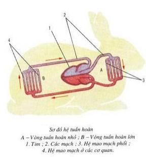 Lý thuyết Sinh học lớp 7 bài 47: Cấu tạo trong của thỏ