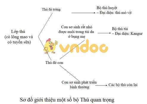 Lý thuyết Sinh học lớp 7 bài 48: Đa dạng của lớp Thú. Bộ Thú huyệt, bộ Thú túi