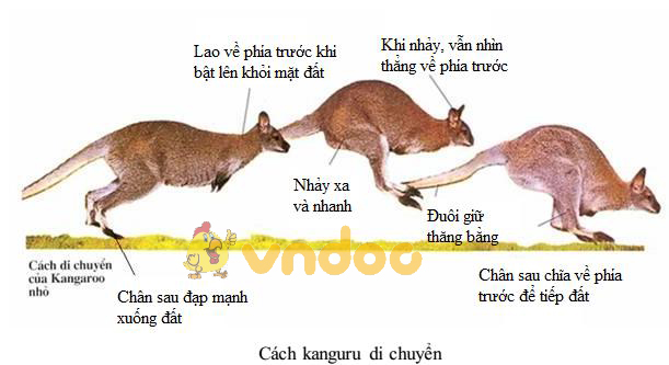 Lý thuyết Sinh học lớp 7 bài 48: Đa dạng của lớp Thú. Bộ Thú huyệt, bộ Thú túi