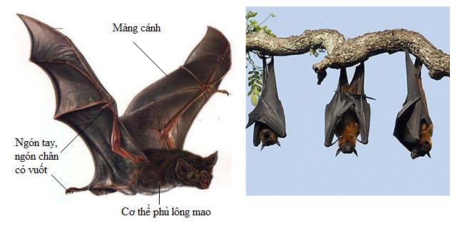 Lý thuyết Sinh học lớp 7 bài 49: Đa dạng của lớp thú bộ dơi và bộ cá voi