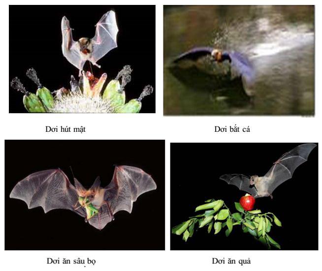 Lý thuyết Sinh học lớp 7 bài 49: Đa dạng của lớp thú bộ dơi và bộ cá voi