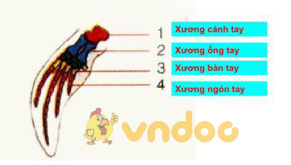 Lý thuyết Sinh học lớp 7 bài 49: Đa dạng của lớp thú bộ dơi và bộ cá voi