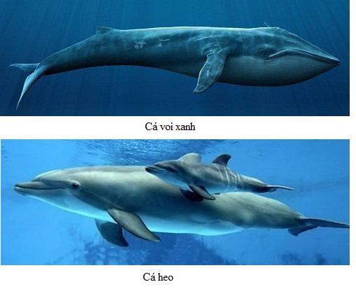 Lý thuyết Sinh học lớp 7 bài 49: Đa dạng của lớp thú bộ dơi và bộ cá voi