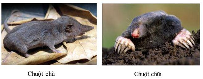 Lý thuyết Sinh học lớp 7 bài 50: Đa dạng của lớp thú bộ ăn sâu bọ, bộ gặm nhấm, bộ ăn thịt