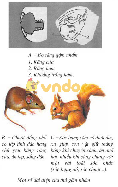 Lý thuyết Sinh học lớp 7 bài 50: Đa dạng của lớp thú bộ ăn sâu bọ, bộ gặm nhấm, bộ ăn thịt