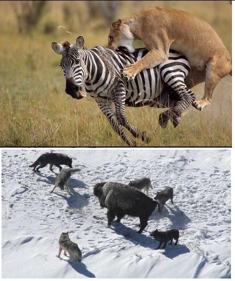 Lý thuyết Sinh học lớp 7 bài 50: Đa dạng của lớp thú bộ ăn sâu bọ, bộ gặm nhấm, bộ ăn thịt