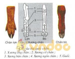 Lý thuyết Sinh học lớp 7 bài 51: Đa dạng của lớp thú các bộ móng guốc và bộ linh trưởng