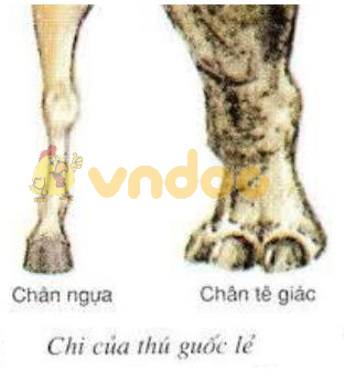 Lý thuyết Sinh học lớp 7 bài 51: Đa dạng của lớp thú các bộ móng guốc và bộ linh trưởng