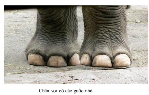 Lý thuyết Sinh học lớp 7 bài 51: Đa dạng của lớp thú các bộ móng guốc và bộ linh trưởng