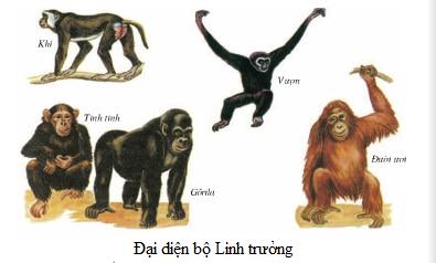 Lý thuyết Sinh học lớp 7 bài 51: Đa dạng của lớp thú các bộ móng guốc và bộ linh trưởng