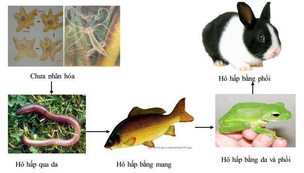 Lý thuyết Sinh học lớp 7 bài 54: Tiến hóa về tổ chức cơ thể