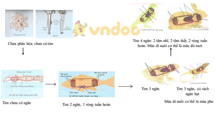 Lý thuyết Sinh học lớp 7 bài 54: Tiến hóa về tổ chức cơ thể