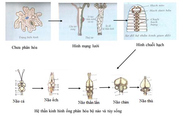 Lý thuyết Sinh học lớp 7 bài 54: Tiến hóa về tổ chức cơ thể