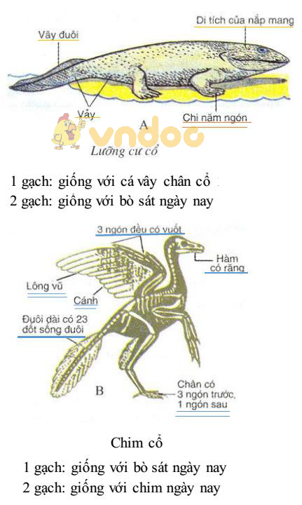 Lý thuyết Sinh học lớp 7 bài 56: Cây phát sinh giới động vật