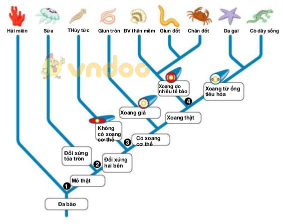 cây phát sinh động vật Lý thuyết Sinh học lớp 7 bài 56: Cây phát sinh giới động vật