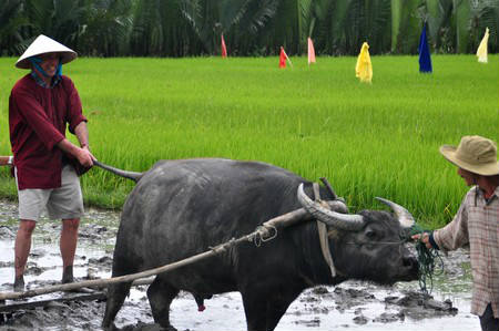 Lập dàn ý tả bác nông dân đang cày ruộng