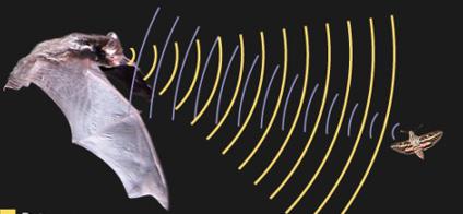 Lý thuyết Vật lý lớp 7 bài 14: Phản xạ âm