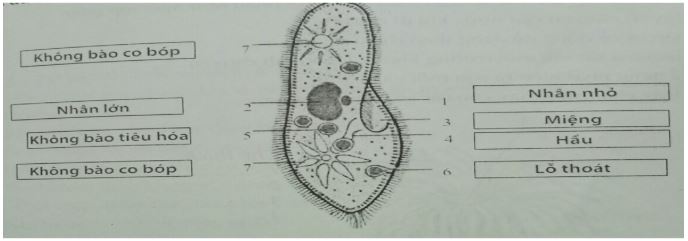 Đề thi học kì Sinh học 7