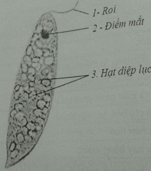 Đề thi học kì 1 Sinh học 7