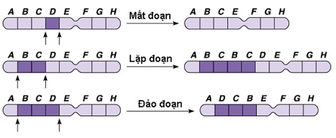 Chuyên đề Sinh học 9
