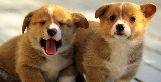 Thuyết minh về con chó