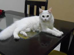 Đề kiểm tra Tiếng Anh lớp 4 học kì 1 có đáp án